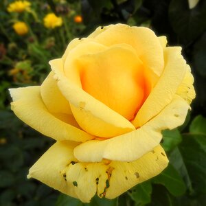 Bloom flower yellow roses photo