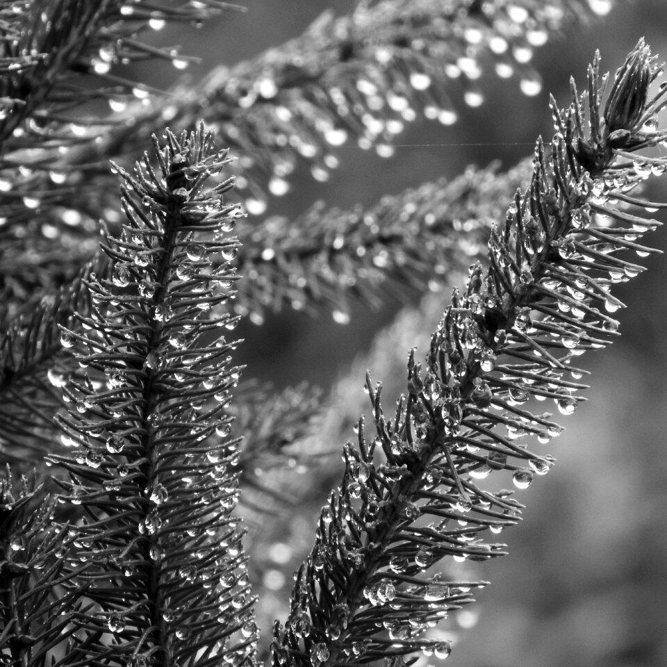 Black and white drops of water needles