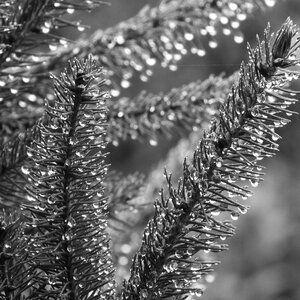 Black and white drops of water needles photo