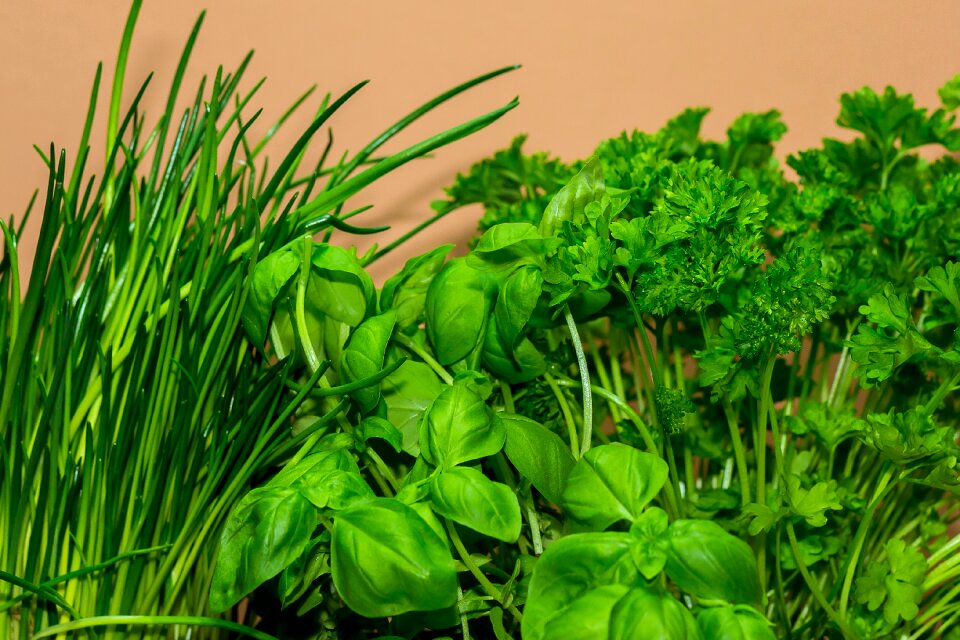 Chives basil parsley