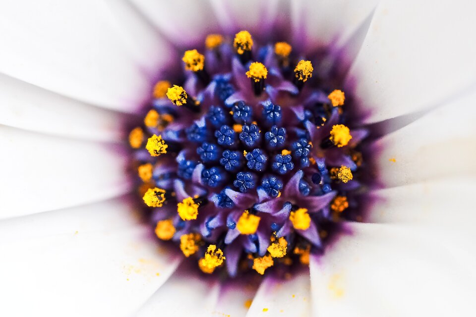 Flowers cape daisies nature
