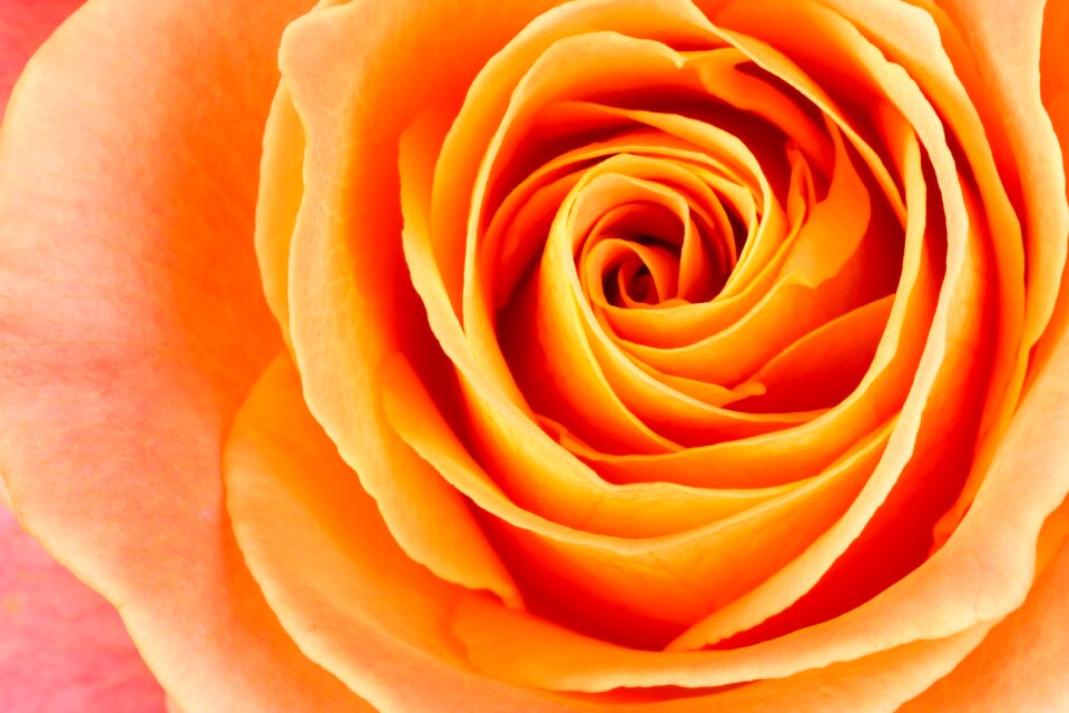Pink pink rose bloom