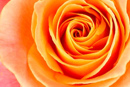 Pink pink rose bloom