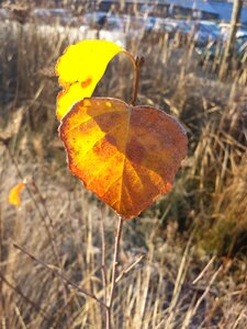 Golden autumn fall foliage leaves