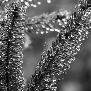 Black and white drops of water twig photo