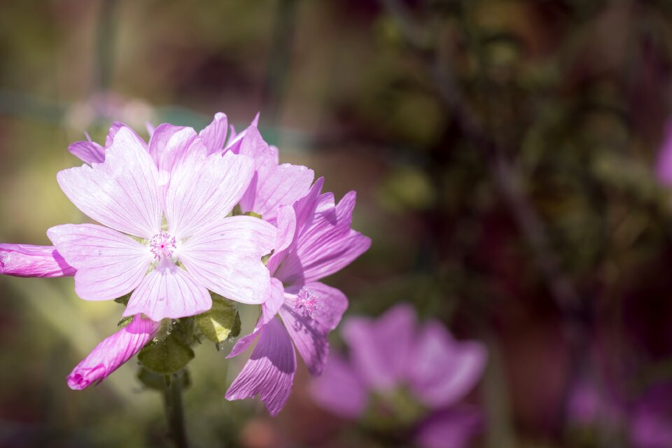 Flowers pink flowers plant photo