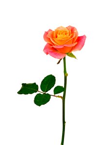 Pink pink rose bloom