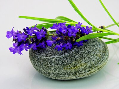Nature violet flowers