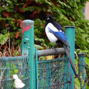 A bird in the city bird on a fence pica pica