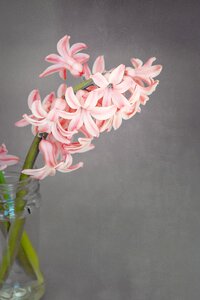 Fragrant flower fragrant schnittblume photo