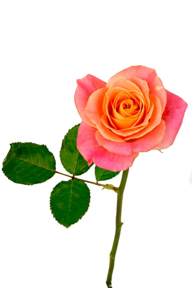 Pink pink rose bloom