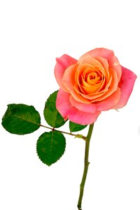 Pink pink rose bloom