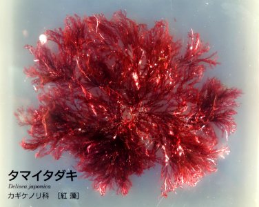 Delisea japonica - National Museum of Nature and Science, Tokyo - DSC07636