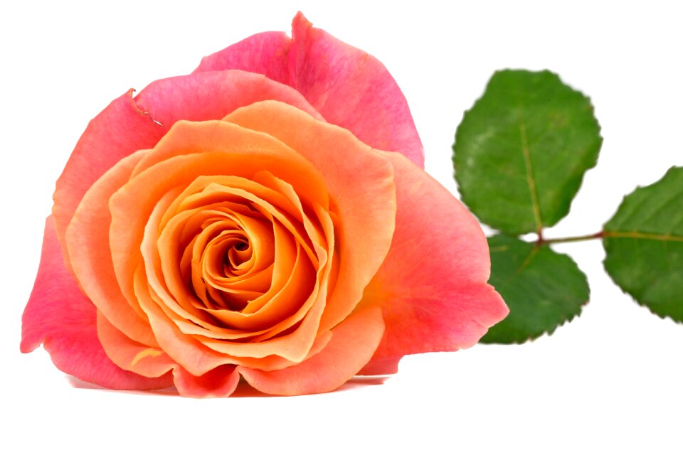 Pink pink rose bloom