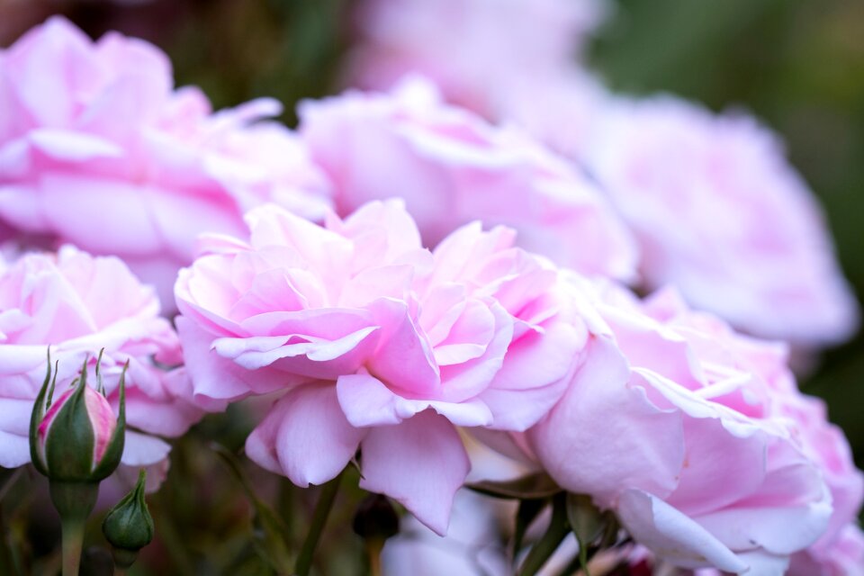 Flower pink flower flowers