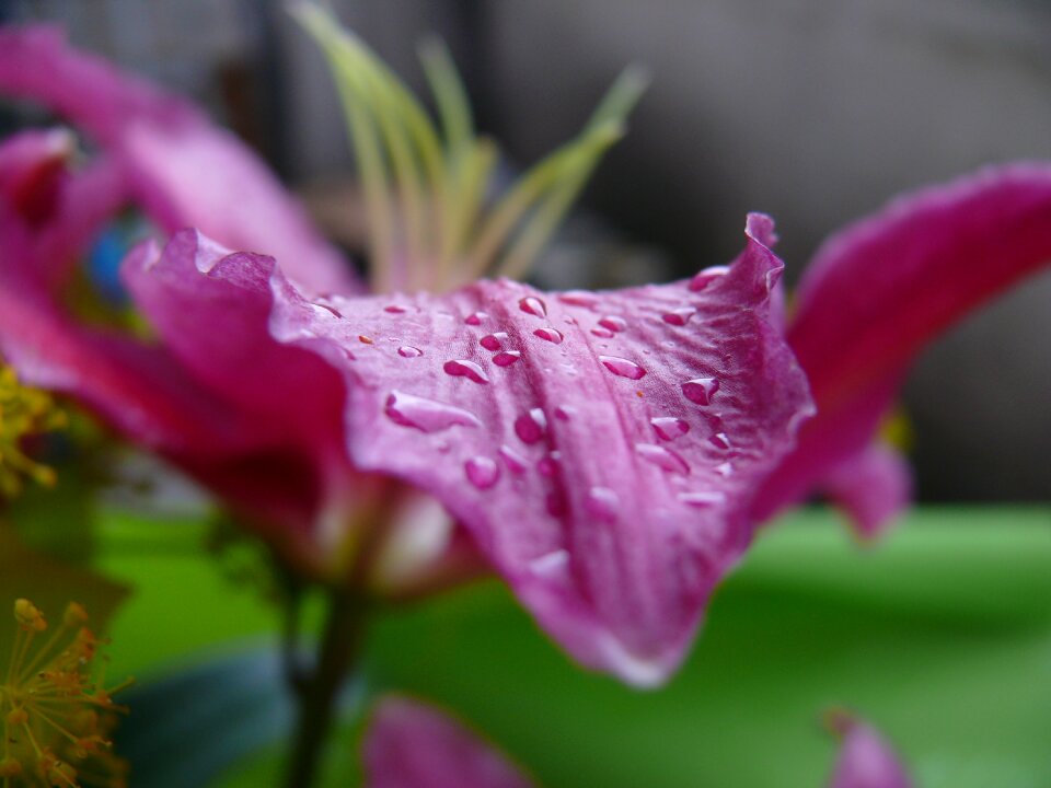 Natural drop of water leaf