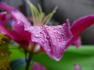 Natural drop of water leaf