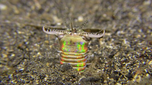 Lembeh diving underwater
