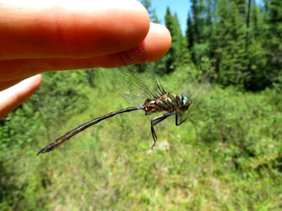 Delicate emerald jul 3 2017