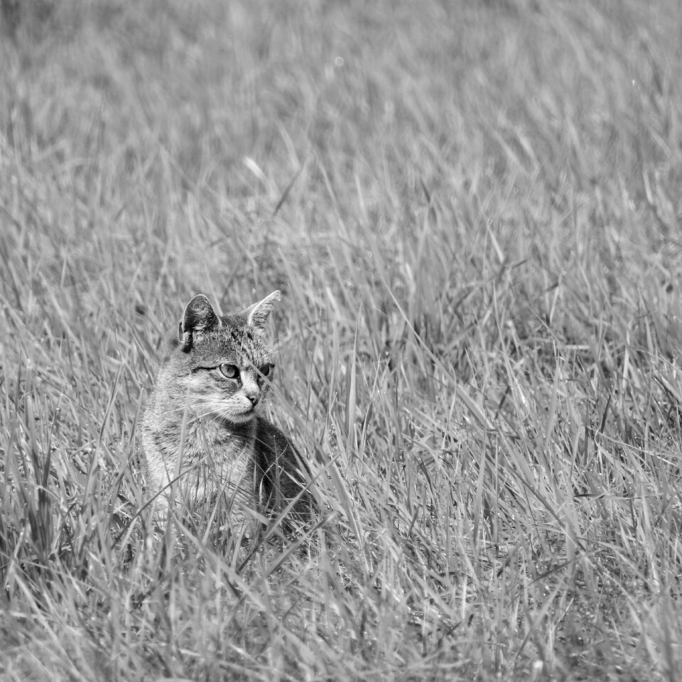Cat in the grass cat black and white