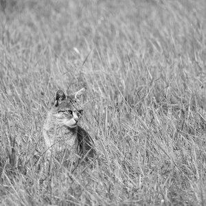 Cat in the grass cat black and white photo