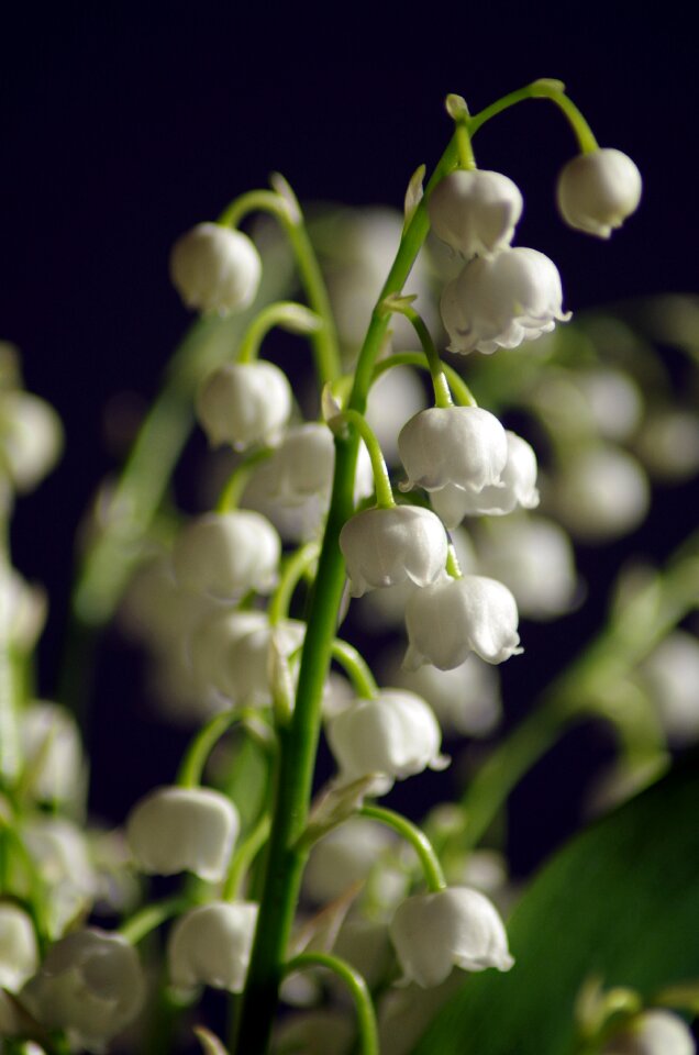 Beautiful flower delicate flower nature