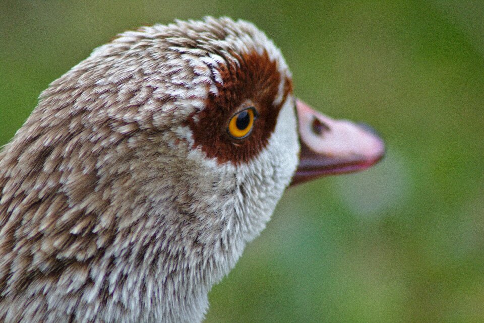 Head close up schwimmvogel