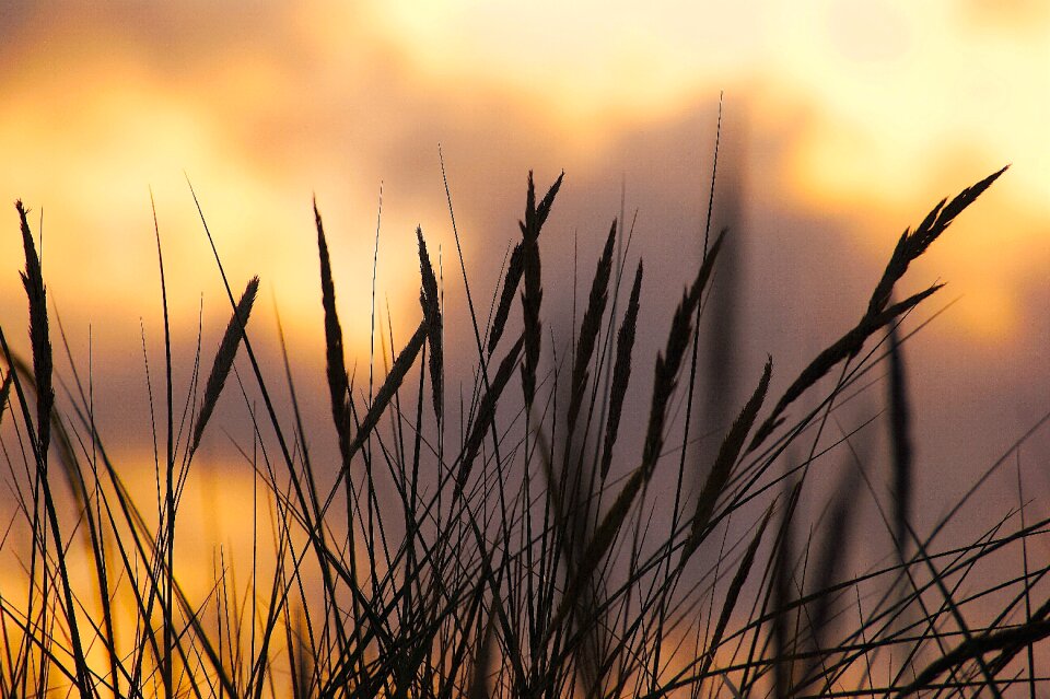 Coast sunset nature
