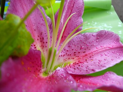 Natural drop of water leaf photo