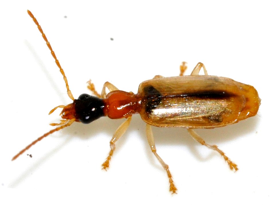 Demetrias-atricapillus-01-fws