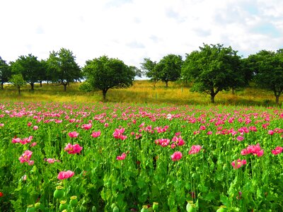 Bloom mohngewaechs poppy flower