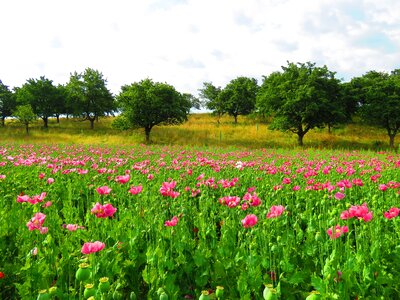 Bloom mohngewaechs poppy flower photo