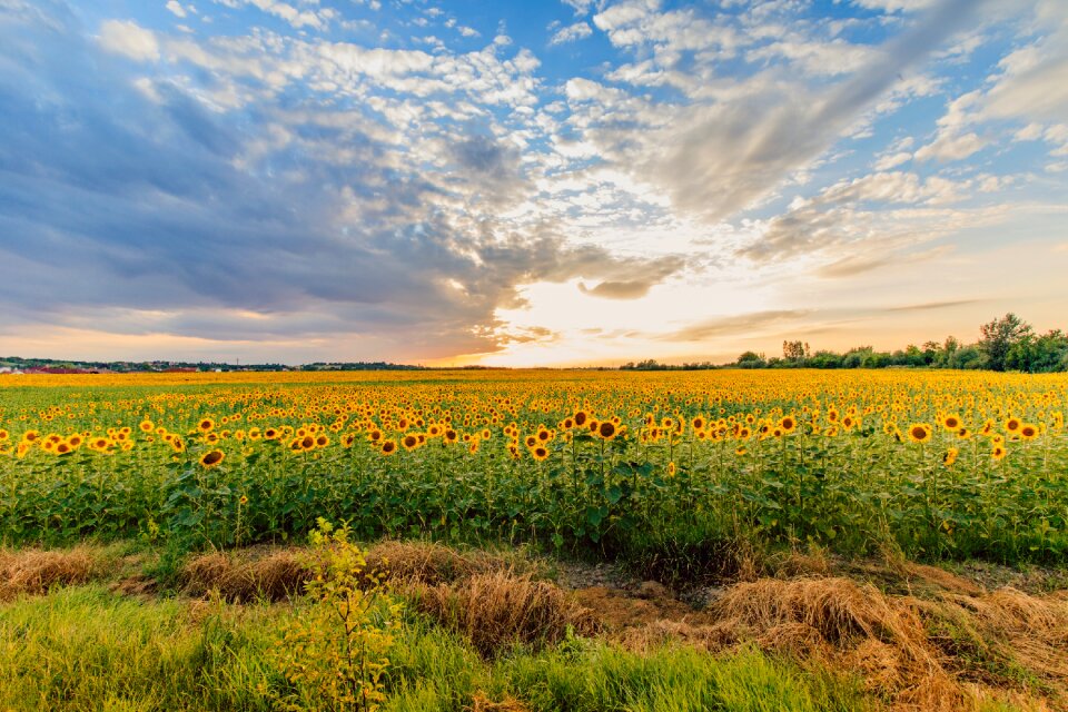 Clouds nature yellow