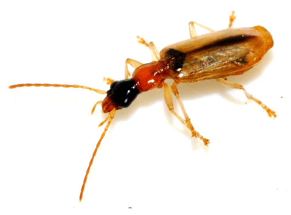 Demetrias-atricapillus-07-fws