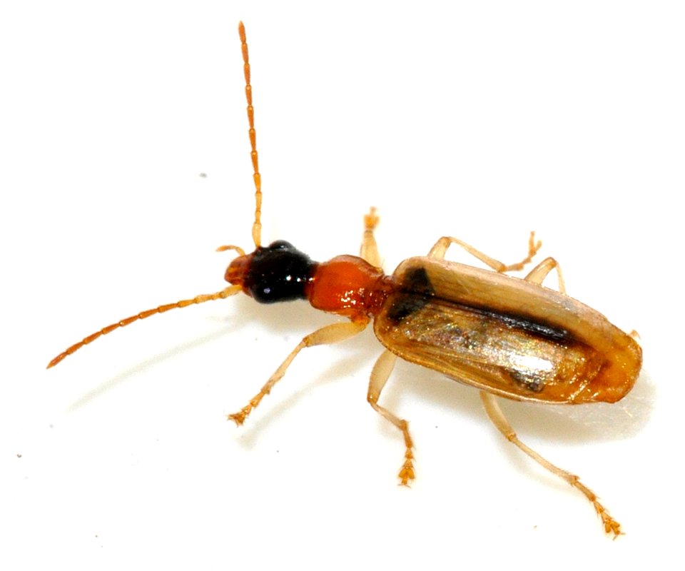 Demetrias-atricapillus-09-fws