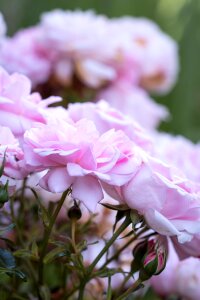 Flower pink flower flowers photo