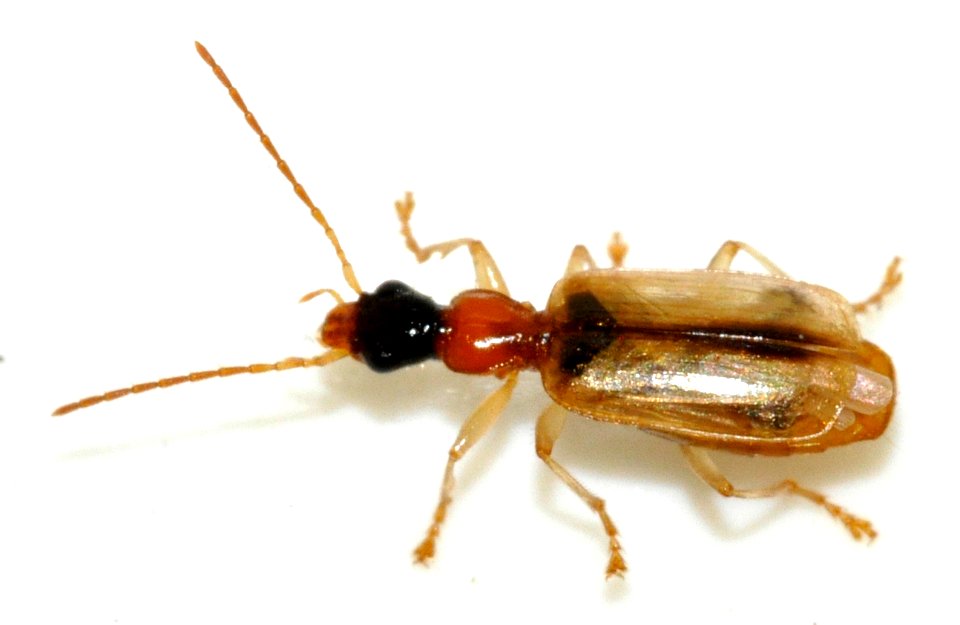 Demetrias-atricapillus-06-fws