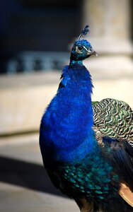Colorful peacock bird proud