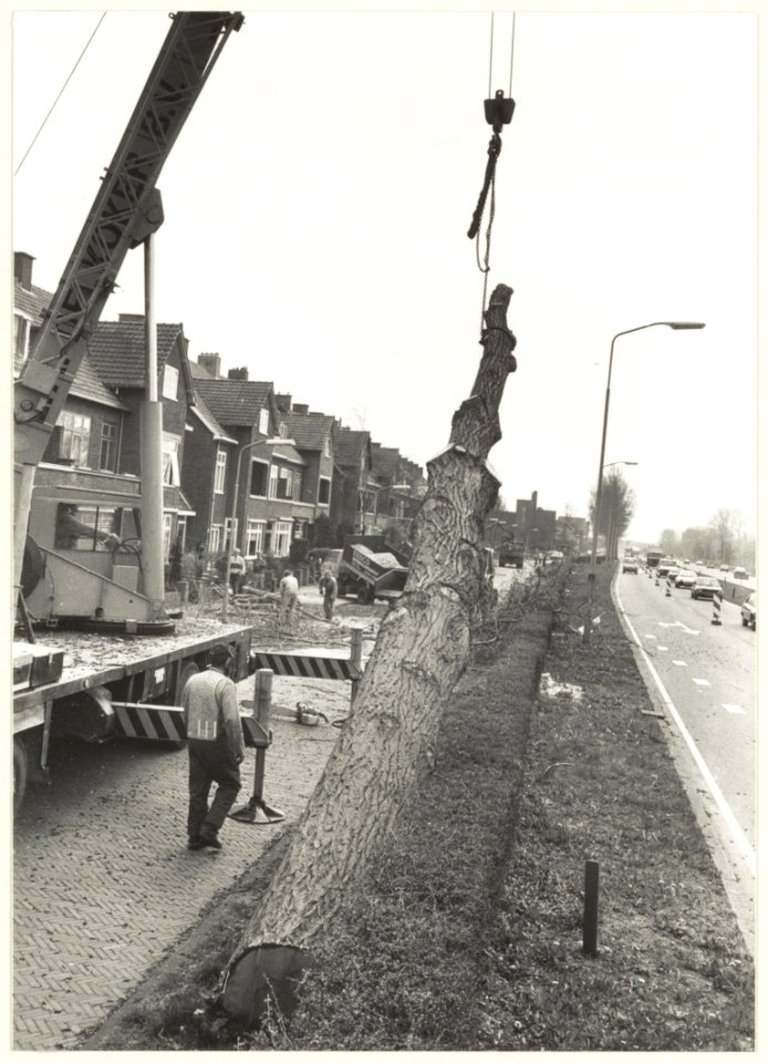 Deltlaan oude en zieke bomen worden gerooid. NL-HlmNHA 54023630