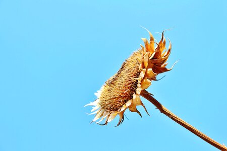 Nature sun burn
