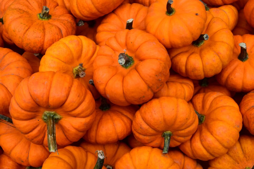 Orange seasonal harvest