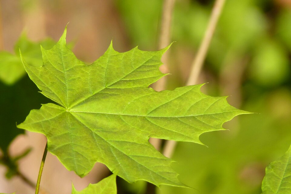Spring leaves green