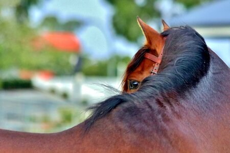 Eye horse equine photo