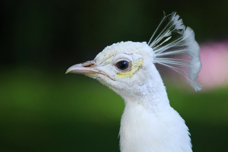 Beautiful bird white bird bird