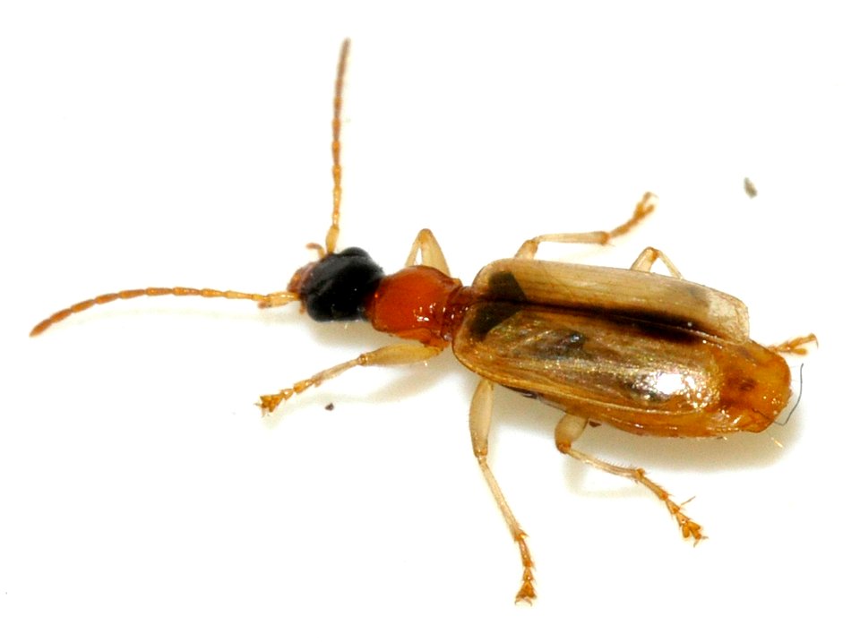 Demetrias-atricapillus-04-fws