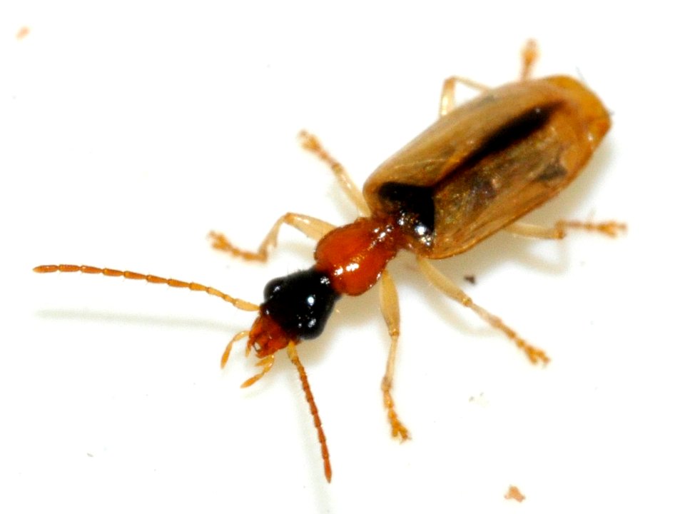 Demetrias-atricapillus-03-fws