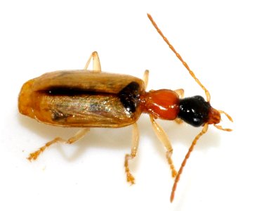Demetrias-atricapillus-08-fws
