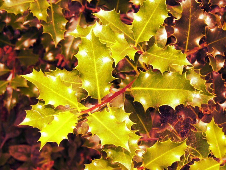 Christmas hulst nature