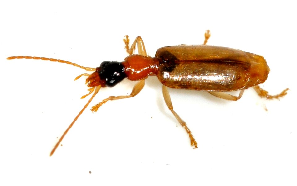 Demetrias-atricapillus-10-fws