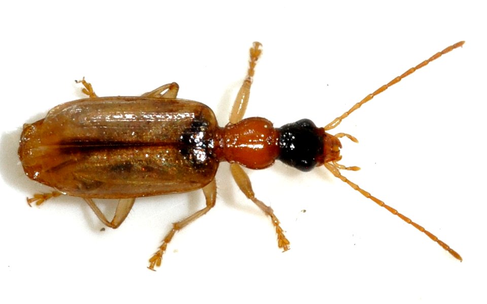 Demetrias-atricapillus-11-fws